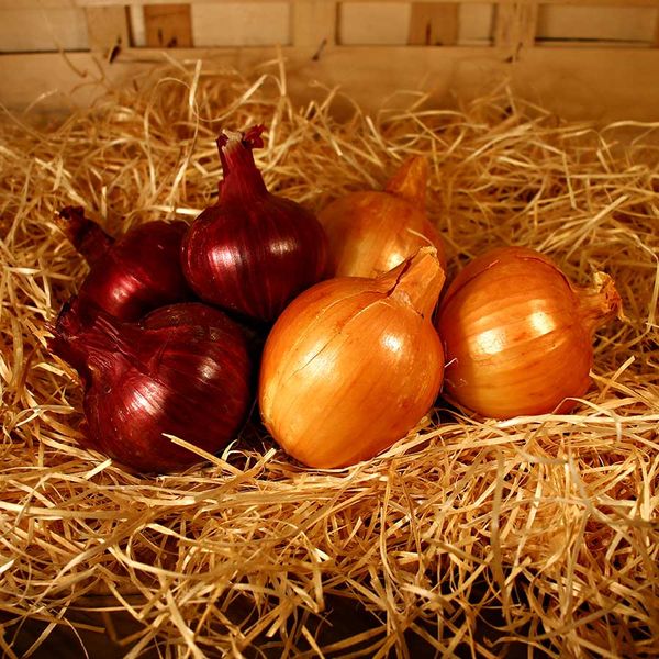 Fresh Organic Onion from France supplied by Arôm'éthic - Brown Fresh Onion