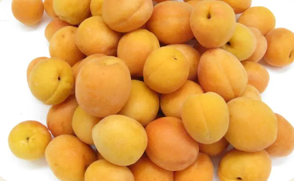Apricots from United States supplied by Del Mar Food Products Corp - Conventional Fresh Apricot