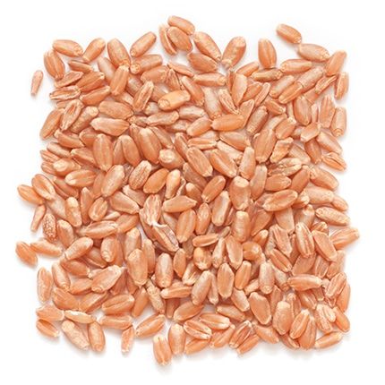 Red Wheat from United States supplied by Grain Millers, Inc - Group 2 (=Bread-making=Bread Flour=Hard Flour) Wheat