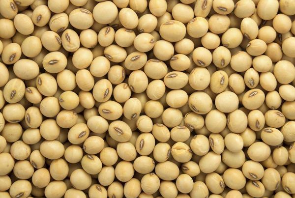 Soybean from 미국 supplied by Alliance Ag & Grain, LLC - 껍질 없음(=알맹이) 대두