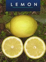 Lemon from Uruguay supplied by Urud'or S.A. - Fresh (=Chilled) Fresh Lemon