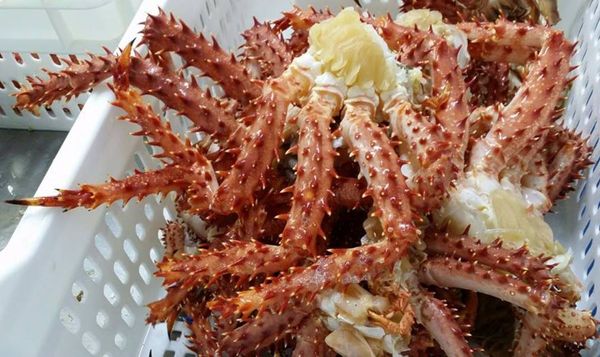 Patagonian Red Crab from 칠레 supplied by Comercial Nahuelbuta Ltda. - Cooked 게 가공품