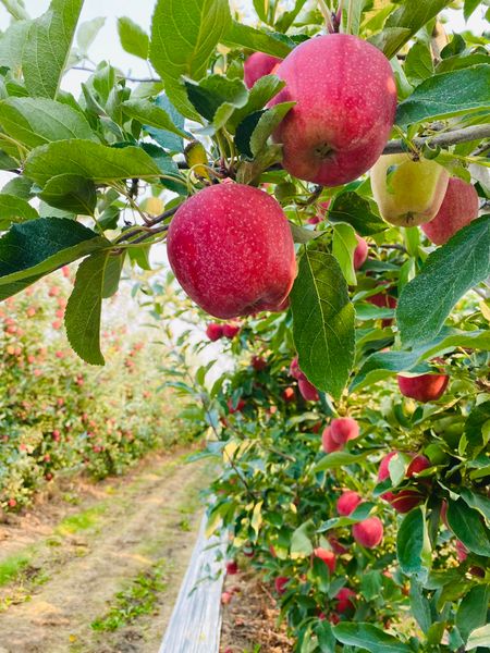 Apple from United States supplied by Broetje Orchards / First Fruits Of Washington - Fuji - Miyabi Fresh Apple