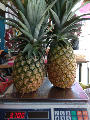 Pineapple from 인도네시아 supplied by PT. Global Fajar Indonesia - Extra Large 신선 파인애플