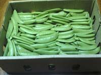 Green Pea from 이집트 supplied by Fruit Basket International - Green 냉동 완두