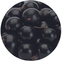 Acai Powder from 네덜란드 supplied by Rhumveld Winter & Konijn B.V. - Powder 아사이 가공품