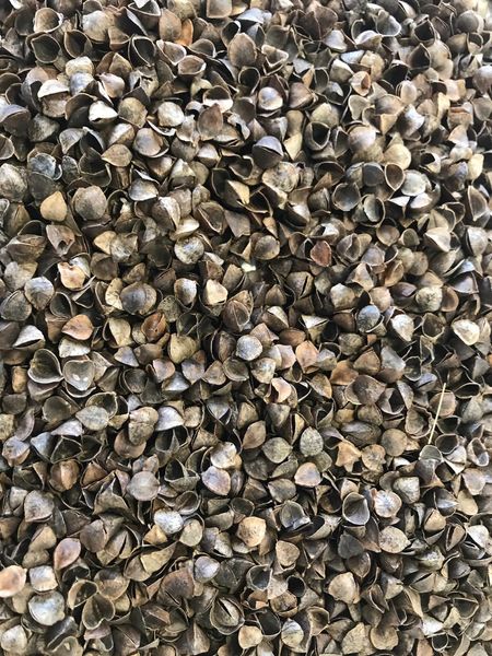 buckwheat husk (integrity 85%) from Russia supplied by LLC Zernica - Buckwheat