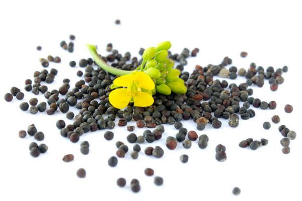 Canola from Australia supplied by Ingleby Farms - Canola Canola Seed & Rapeseed