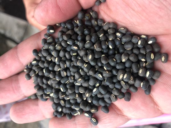 Black Matpe from 미얀마 [버마] supplied by Great Luck Co.,Ltd - As per customer's request 말린 흑녹두