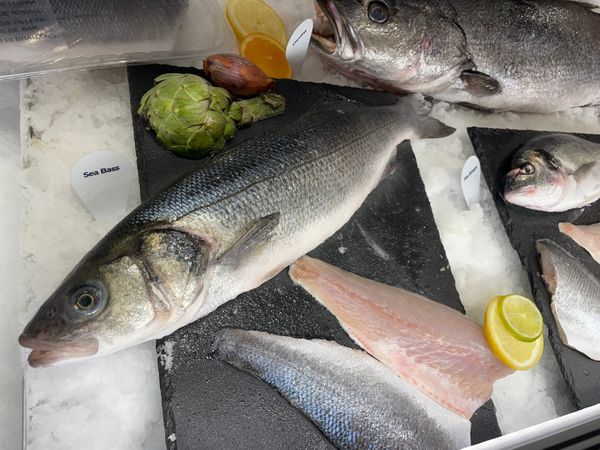 Fresh Seabass from 미국 supplied by Cooke Seafood - Gutted (=Drawn) 냉동 농어