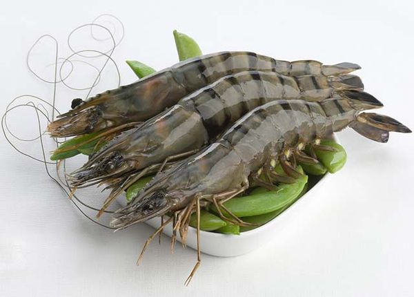 Frozen Shrimp from 독일 supplied by Andu-Pez Lebensmittel GmbH - 타이거 새우 냉동 새우