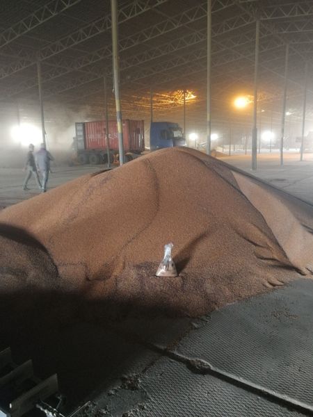 Red sorghum from 우크라이나 supplied by Ukrainian grain trading company LLC - As per customer's request 수수