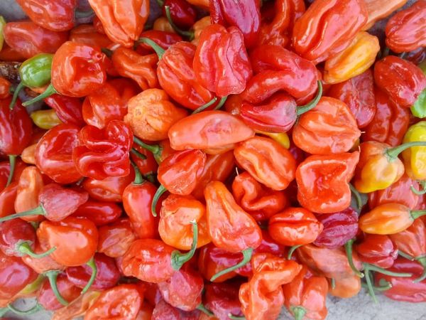 Habanero Chili Pepper from Ghana supplied by Yeng Agro Limited - Extra Hot Dried Whole Chili Pepper