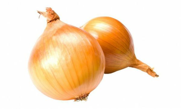 onion from Netherlands supplied by Molnopex - Raw Fresh Onion