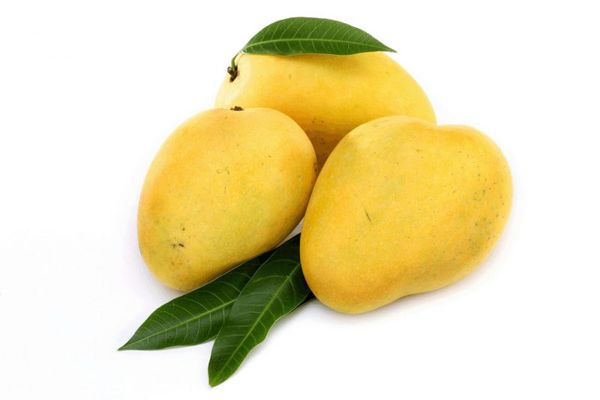 Mango from 케냐 supplied by Sigrut Farms International Ltd - 신선 망고