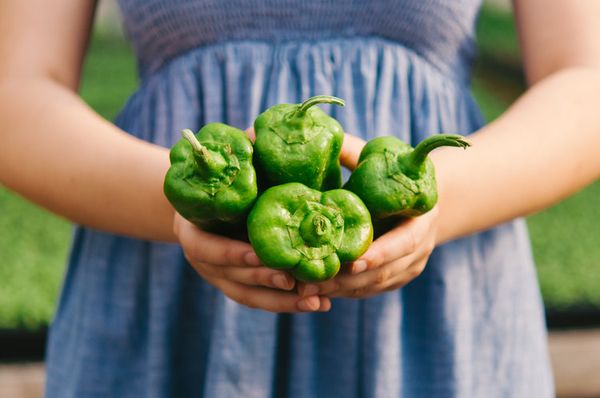 Bell Pepper from United States supplied by Little Seed Gardens - Green Fresh Bell Pepper
