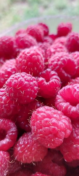 Fresh Raspberry from 스위스 supplied by La ferme aux framboises - Glen - Ample 신선 라즈베리