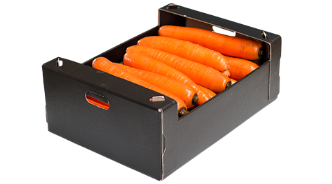 Orange Carrot from Netherlands supplied by Eriks Groenveld - Orange Fresh Carrot