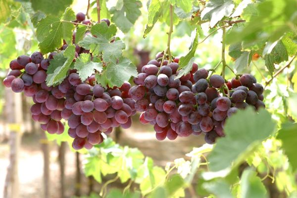 Red Grapes With Seed from Peru supplied by Fundo Sacramento S.A.C. - Seeded Fresh Grape