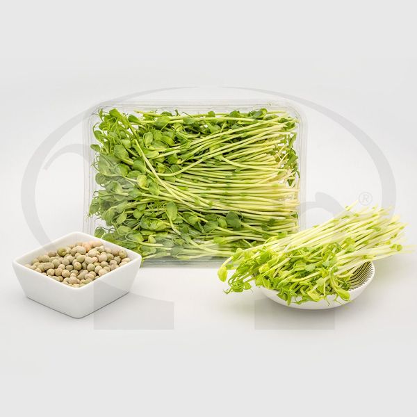 Fresh Green Pea Sprout from 이탈리아 supplied by Germogli Vivo - Sprout 냉동 완두