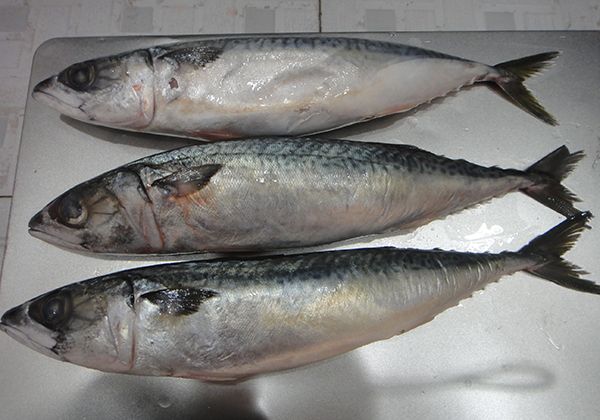 Frozen Mackerel Fish from 중국 supplied by Dandong Taihua Foodstuff Co.,Ltd. - With Skin (=Skin On) 냉동 고등어