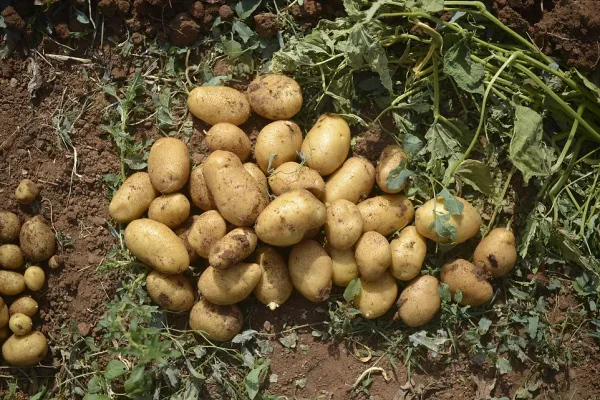 Potato from Israel supplied by Shorashim Farm - Brown Fresh Common Potato