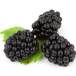 Blackberry from Serbia supplied by ML Fruit Farm d.o.o. - Thornfree Fresh Blackberry