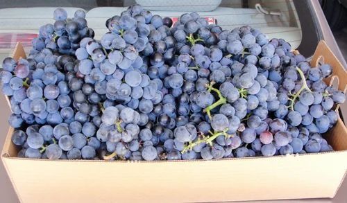 Fresh Grape from 이집트 supplied by Agrismart For Agricultural Development - Early Sweet 신선 포도
