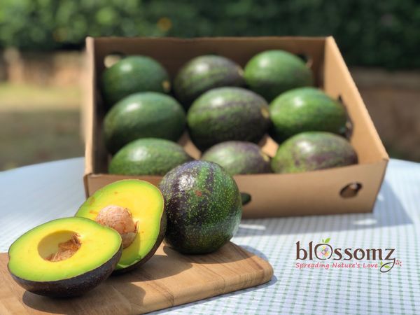Ugandan Avocados from 우간다 supplied by Zahra Food Industries Ltd - Conventional 신선 아보카도