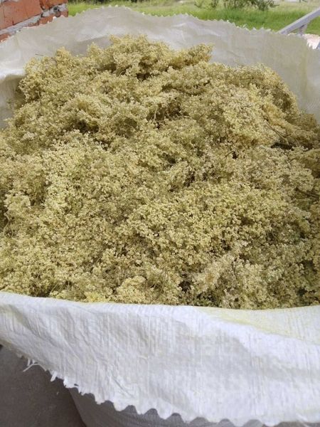 Elderberry flower from 우크라이나 supplied by Karmaliuk LLC - 건조 엘더베리