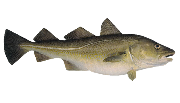 Cod from Iceland supplied by Fiskkaup Ltd - With Bone Frozen Cod