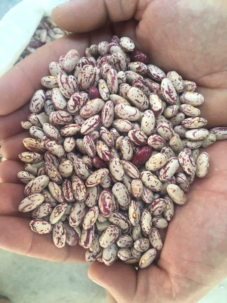 Light Speckled Kidney Beans from 우즈베키스탄 supplied by Legumes - 말린 강낭콩