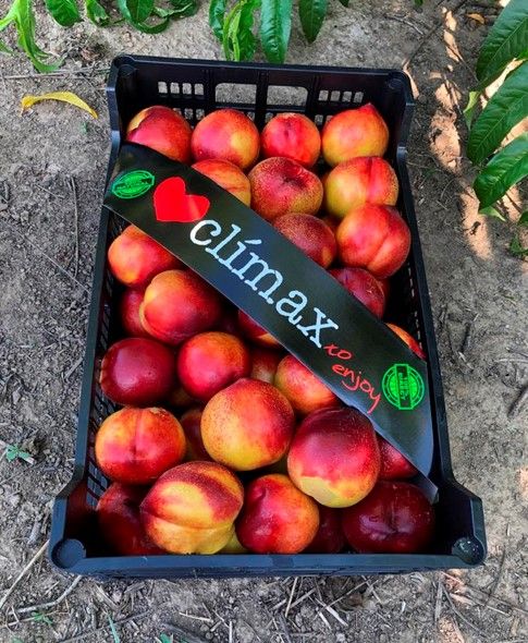 Nectarine from 스페인 supplied by AGRATOFRUITS, S.L. - Red Skin Color 신선 천도복숭아