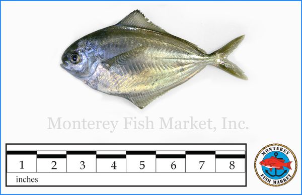 Butterfish from United States supplied by M.F.M. Seafood - Monterey Fish Market - Southwest Atlantic Butterfish (=Stromateus brasiliensis) Frozen Butterfish