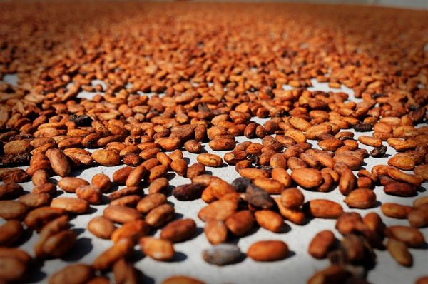 Dried Cocoa Beans from 에콰도르 supplied by Maquita Agro - Brown 코코아콩