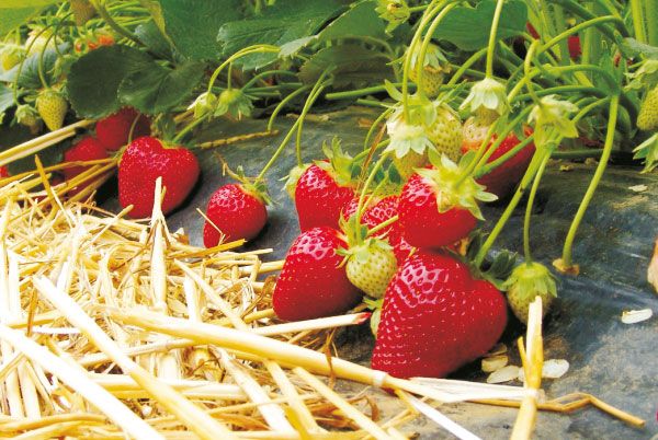 Fresh Strawberry from Germany supplied by Markus Leicht Farm (MaLe Seed Trade) - Nadja Fresh Strawberry