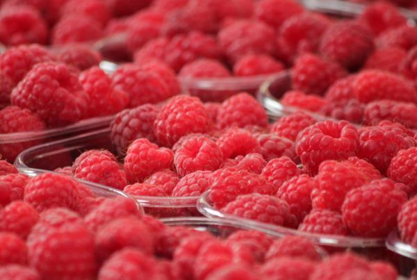 Raspberry from 포르투갈 supplied by Sevenberries, Lda - Enrosadira 신선 라즈베리