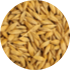 Buckwheat Organic from Russia supplied by Sibbioproduct Ltd. - Organic Buckwheat