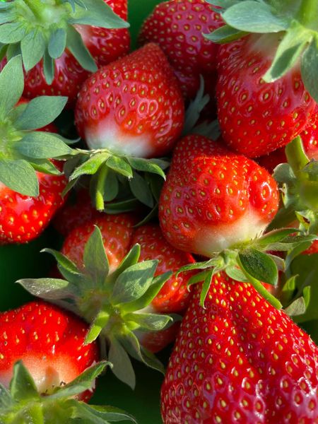 Strawberries from 프랑스 supplied by FERME DE LA CACHETERIE - Red 신선 딸기