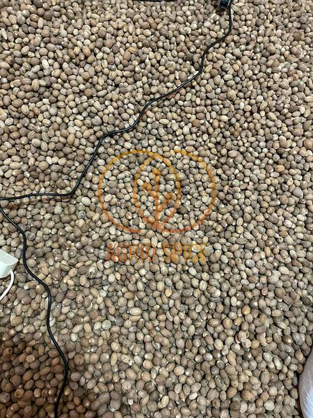 Nutmeg from Indonesia supplied by PT Agro Bumi Universal - ABCD Whole Nutmeg