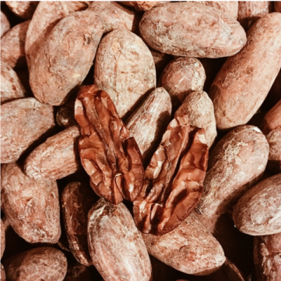 Cacao beans from Colombia supplied by Nikadi Ancestral Colombian Cacao - Brown Cocoa Bean