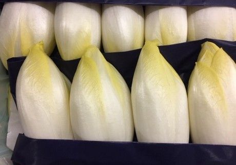 Chicory from 벨기에 supplied by Coosemans Import Export - Green 치커리