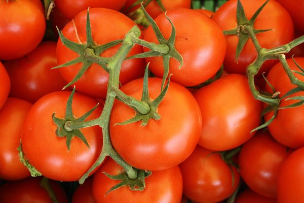 Tomato from Netherlands supplied by Toff bv - Greenhouse Fresh Tomato