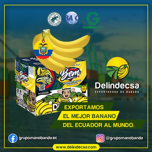 Banana from Ecuador supplied by Agro Manobanda Hnos. S.A. - Yellow - Ripe Fresh Banana