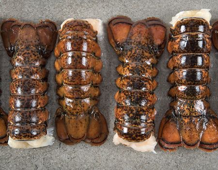 Cold Water lobster from 미국 supplied by Sea-Trek Enterprises Inc. - Whole 신선 랍스터