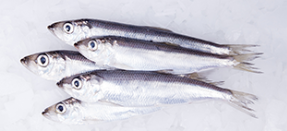 Baltic Herring from 라트비아 supplied by BraDava Ltd - Fresh (=Chilled=Raw) 냉동 청어