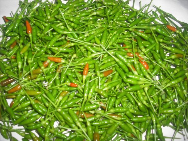 Wild Jungle Chili from 피지 supplied by Food Processor Limited Fiji - 녹색 신선 고추