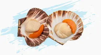 SCALLOPS from Ireland supplied by The Good Fish Company - Fresh (=Chilled=Raw) Frozen Scallop