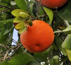 Grapefruit from United States supplied by FLYING DISC RANCH - Fresh (=Chilled) Fresh Grapefruit