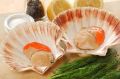 Scallop from New Zealand supplied by Oceanz Seafood Licensing Limited - Cooked (Not Frozen) Frozen Scallop